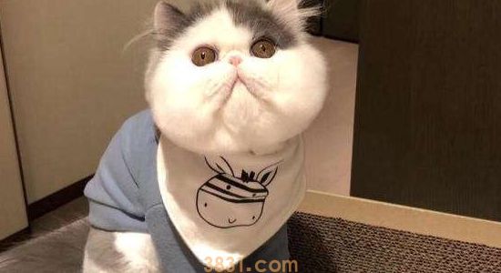 为什么我家猫不爱吃鱼 其实你们都被童话故事骗了(图2)