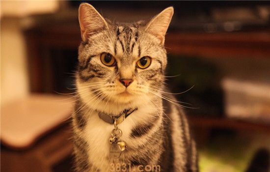 猫为什么爱舔尾巴 猫舔尾巴是生病了吗(图1)