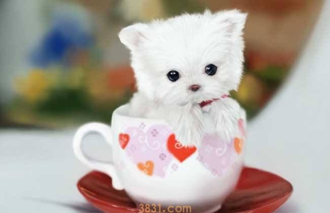 一只茶杯犬多少元 一只茶杯犬多少钱一个(图1)