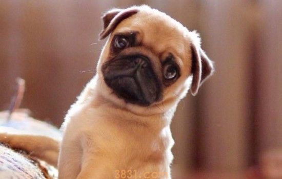 八哥犬多少钱 八哥犬多少钱价格多少(图1)