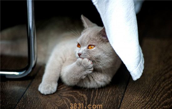 猫太肥胖怎么减肥 给猫制定减肥计划很重要(图2)