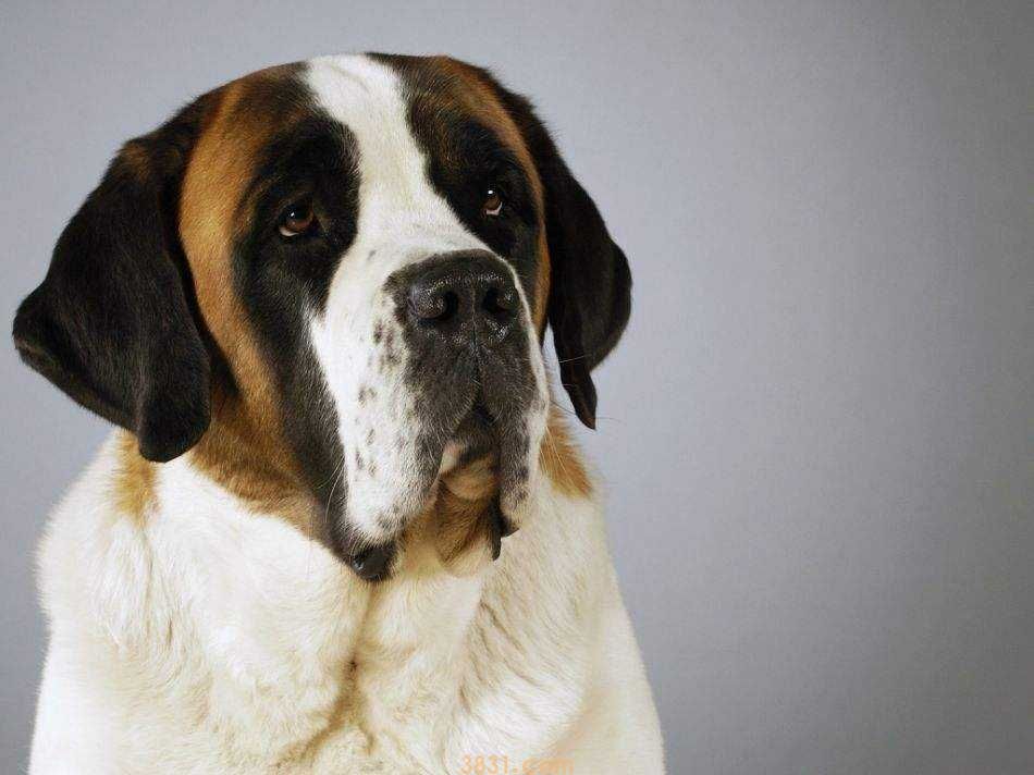 圣伯纳幼犬价格 圣伯纳幼犬价格一般多少钱(图1)