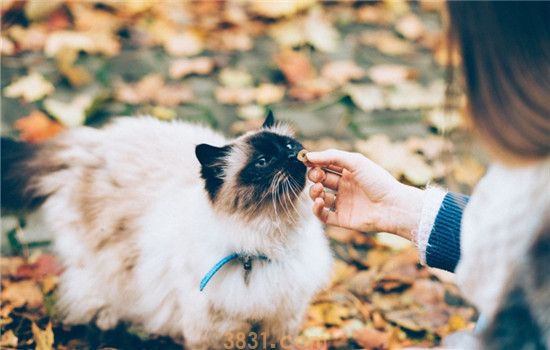 猫喜欢咬人的手脚是为什么 猫咪是饿了还是心情不好(图1)