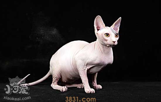 无毛猫怀孕多久肚子能大 猫怀孕多久肚子会变大(图1)