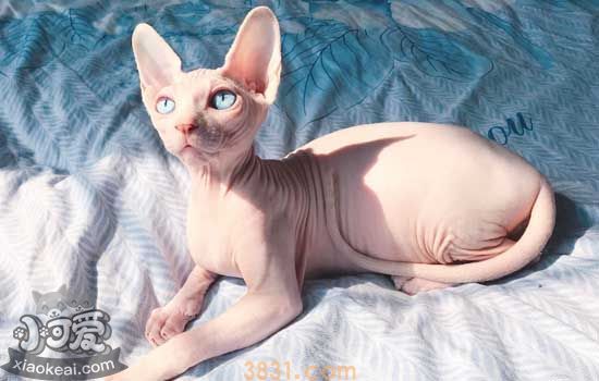 无毛猫怀孕多少天生小猫 母猫怀孕后多久生小猫(图1)