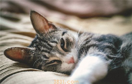 猫多大才能吃化毛膏 化毛膏和猫草哪个更好呢(图2)