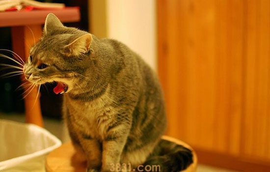 猫吃什么会中毒 这些食物你自己享用就够了!(图2)