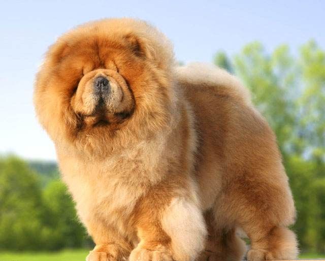 松狮幼犬多少钱一只?(图1)