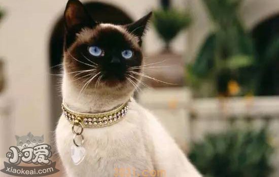 猫咪项圈中毒用什么药 别让驱虫项圈毒害了猫咪(图1)