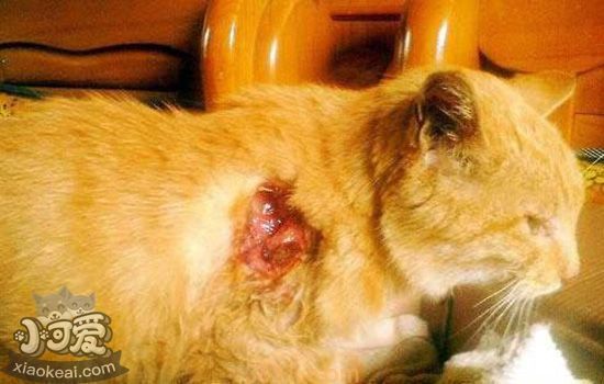 猫伤口化脓吃什么药 应对猫咪伤口化脓的常备药物(图1)