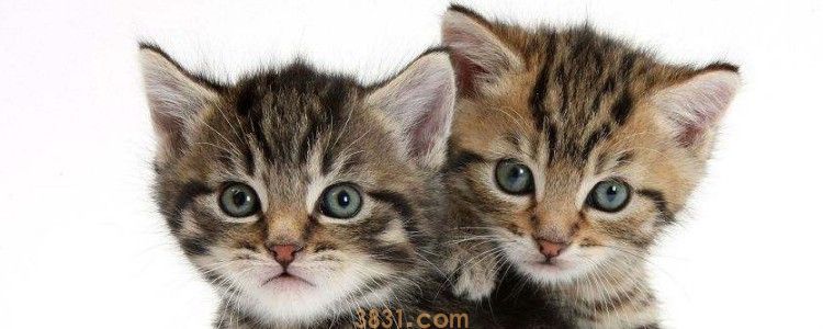 猫伤口化脓吃什么药 应对猫咪伤口化脓的常备药物(图2)