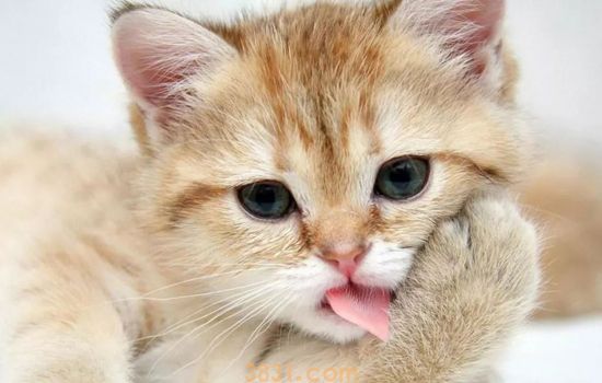 被猫抓伤了不打针行吗 这些情况不用打针(图1)