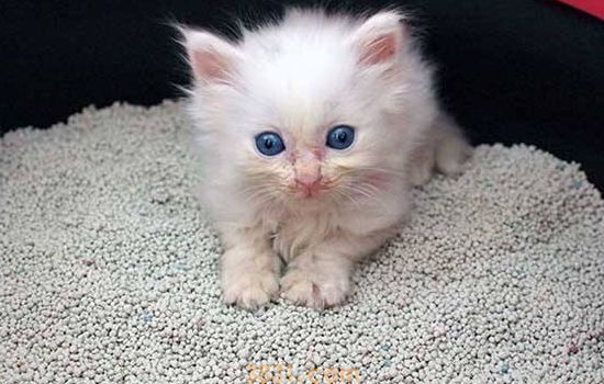 猫驱虫药什么牌子好(图1)