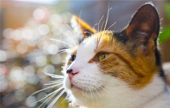 给猫增肥要注意啥 这四种食物最好不要喂食(图1)
