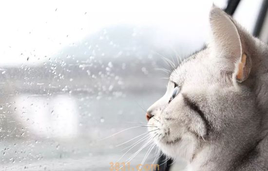 自己在家怎么给猫洗澡 洗澡被打可能是姿势不对(图1)