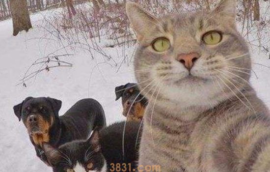 猫驱虫药怎么使用 内外驱虫药的使用方法(图2)
