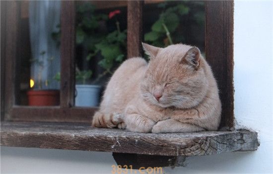 猫太瘦要吃什么 给猫增肥可以吃这些食物(图1)