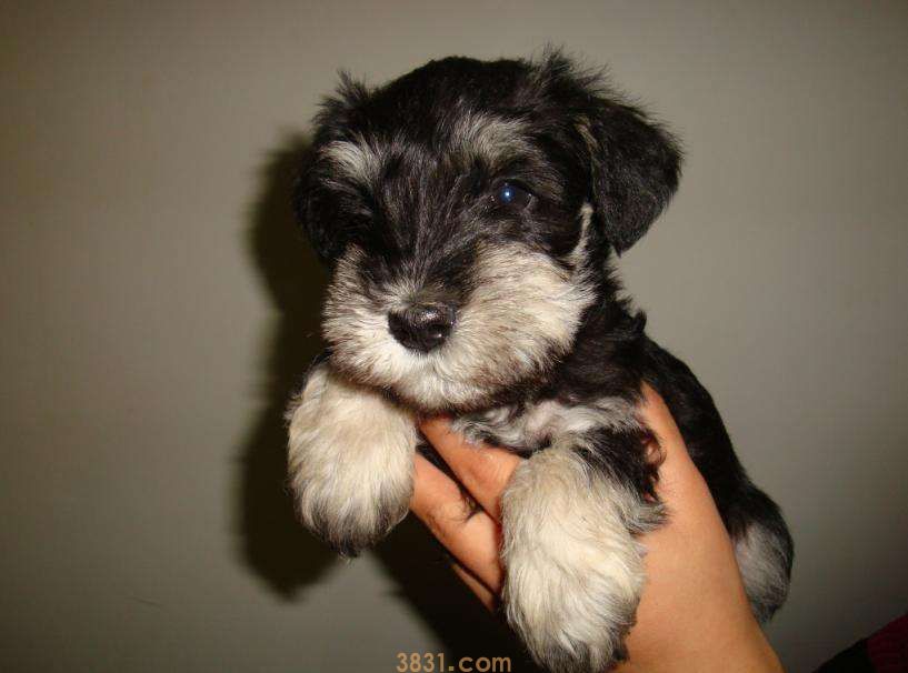 雪纳瑞幼犬价格 标准雪纳瑞幼犬价格(图1)