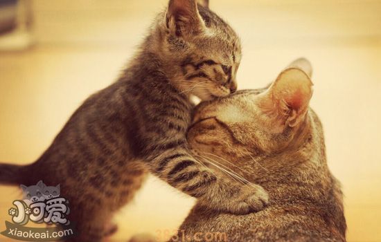 猫妈妈为什么会对小猫吼 猫妈妈对小猫叫是什么意思(图1)