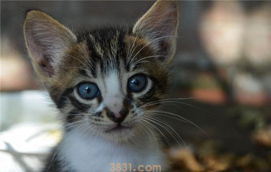 猫驱虫后有啥反应 猫咪出现这三种反应不要慌(图1)