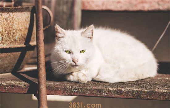 益生菌是什么东西 猫咪益生菌到底有什么用(图1)