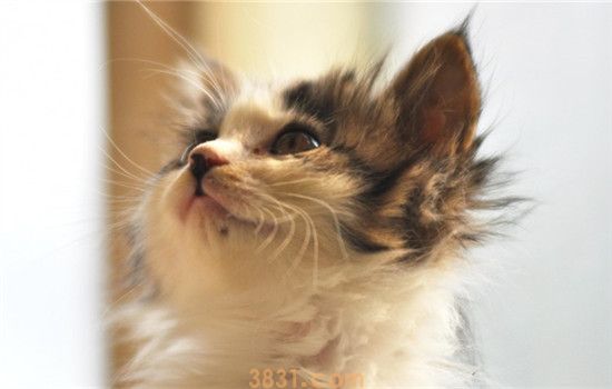 猫为什么会掉毛 导致猫咪掉毛的原因有哪些(图1)