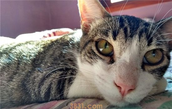 猫口臭是咋回事 如何预防猫咪口臭(图1)