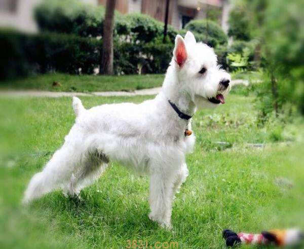 白色雪纳瑞犬价格 白色雪纳瑞犬价格多少钱一只(图1)