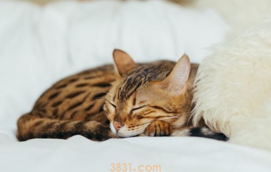 猫口臭是咋回事 如何预防猫咪口臭(图2)