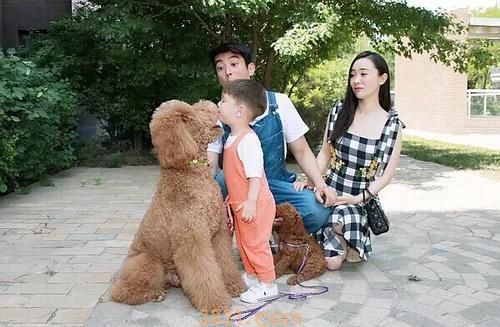 杜江的狗狗是什么狗 杜江家叫骆驼的狗狗(图1)
