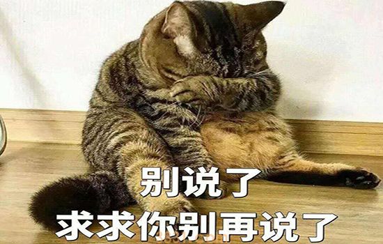 老公猫绝育后几小时注意什么 不要逼它吃东西!(图1)
