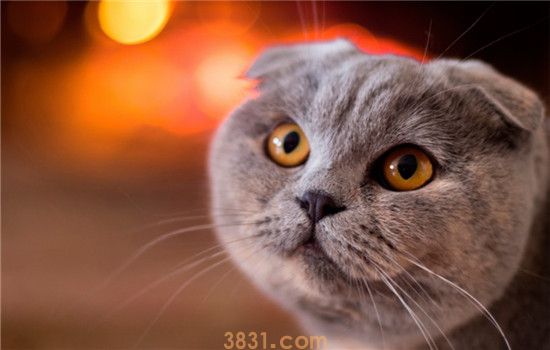 猫为什么会得糖尿病 猫得糖尿病该如何治疗呢(图2)