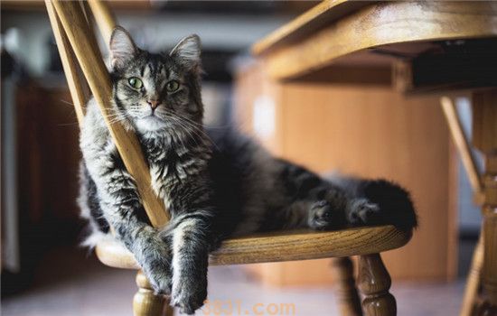 猫为什么喜欢看人上厕所 被喵星人偷窥过的请举手(图1)