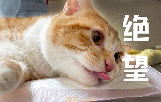 母猫子宫蓄脓后吃什么药 别指望吃药就能治好(图1)