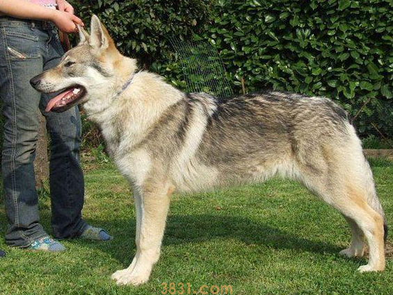 养捷克狼犬要注意什么 养捷克狼犬需要注意什么(图1)