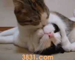 被猫抓伤了多久打针有效 超过24小时打针还有用吗?(图2)