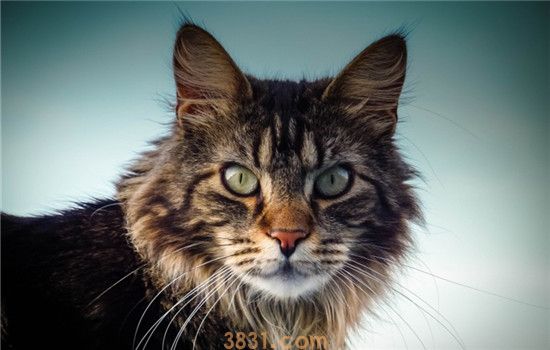 给猫剃毛要注意啥 给猫剃毛要选择合适的时间地点(图1)
