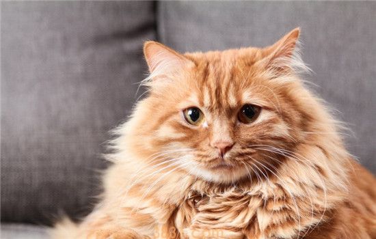 这三种猫可以剃毛 给猫剃毛不要剃得太短(图1)