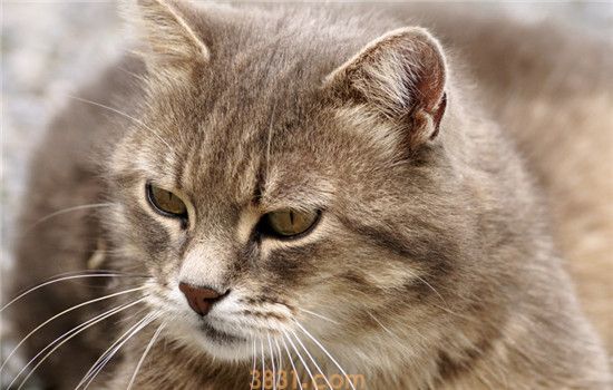 这三种猫可以剃毛 给猫剃毛不要剃得太短(图2)
