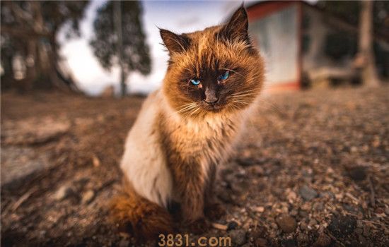 什么情况不适合给猫剃毛 这三种情况最好别给猫剃毛(图2)