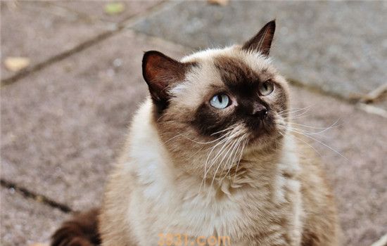什么情况不适合给猫剃毛 这三种情况最好别给猫剃毛(图1)