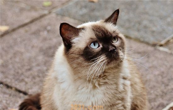 猫球虫病是什么 猫球虫病要怎么治疗(图1)