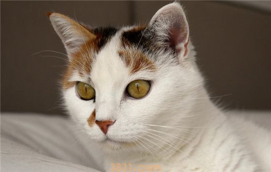 猫球虫病是什么 猫球虫病要怎么治疗(图2)