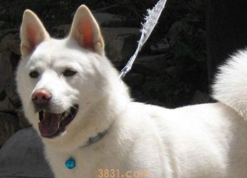 秋田犬掉毛吗(图1)