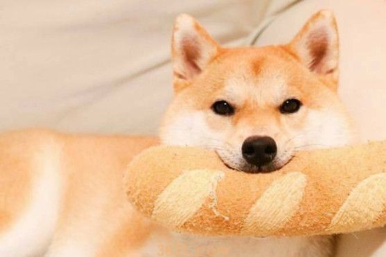 为什么养柴犬的的人少(图1)