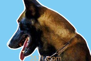 为什么德牧打不过马犬 德牧的身体素质比不上马犬(图1)