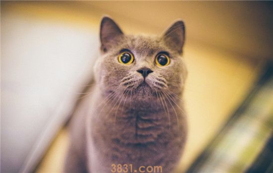 如何预防猫得肠胃炎 猫咪的饮食健康很重要(图1)