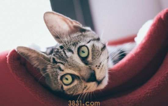 如何预防猫得肠胃炎 猫咪的饮食健康很重要(图2)