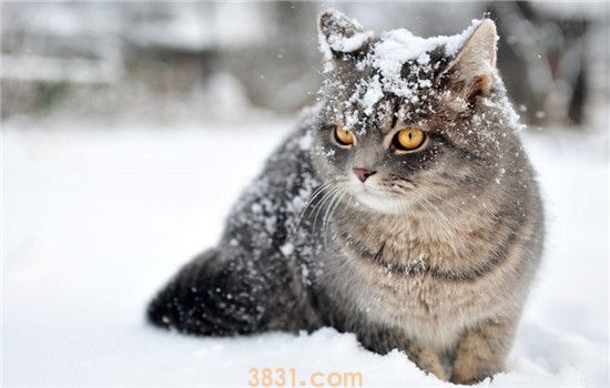 夏天可以给猫吃冰块吗 冰块的妙用不止一种(图1)