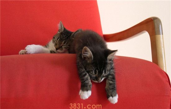 猫咪夏季食欲不振咋整 如何科学合理的饲养猫咪(图1)